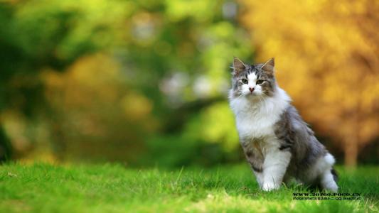 可爱猫咪图片图片 _ 第(1)张