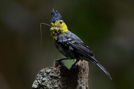 鸵鸟高清动物世界电脑桌面壁纸第4张