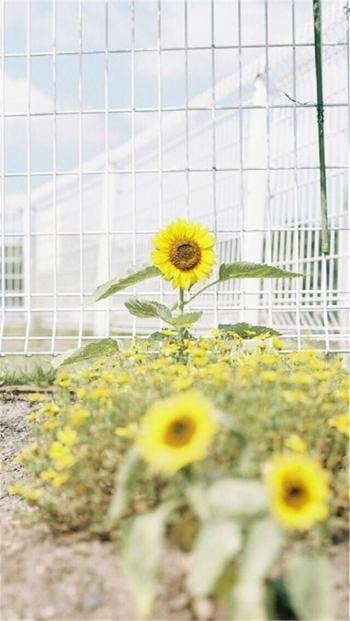 高清iOS7苹果手机壁纸下载第0张