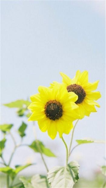 高清iOS7苹果手机壁纸下载第2张