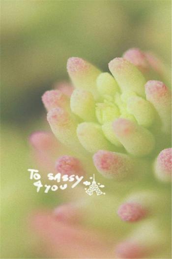 粉嫩清新的玫瑰花高清图片手机壁纸第3张