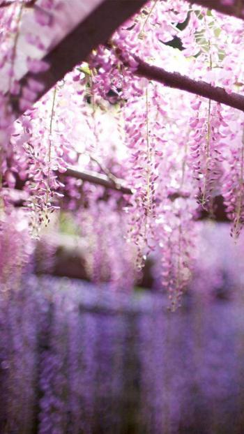 粉嫩清新的玫瑰花高清图片手机壁纸第3张