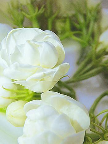 花园壁纸图片 _ 第(6)张