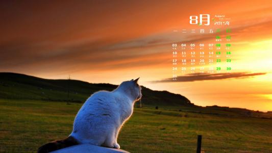 可爱猫咪图片图片 _ 第(1)张