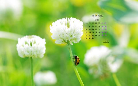 2017年5月小清新唯美四叶草高清桌面日历壁纸第0张