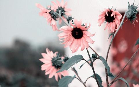 菊花图片 _ 第(6)张