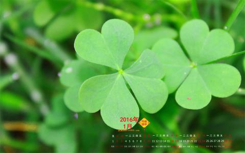 四叶草图片图片 _ 第(1)张