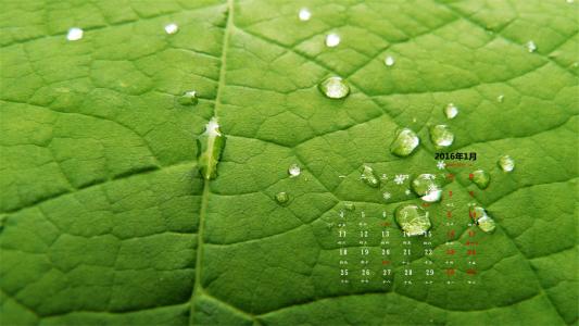 绿色桌面图片 _ 第(1)张
