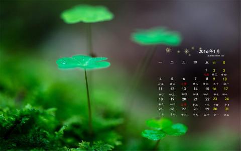 绿色桌面图片 _ 第(1)张