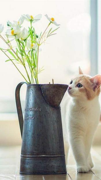 90后性感小猫咪写真第0张