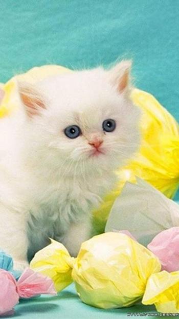 90后性感小猫咪写真第2张