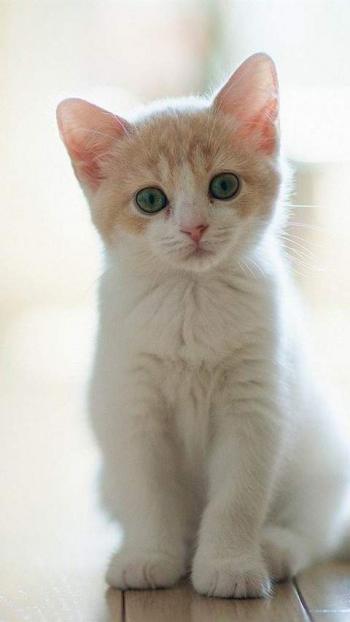 90后性感小猫咪写真第3张