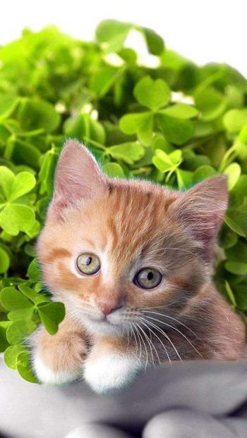 90后性感小猫咪写真第4张