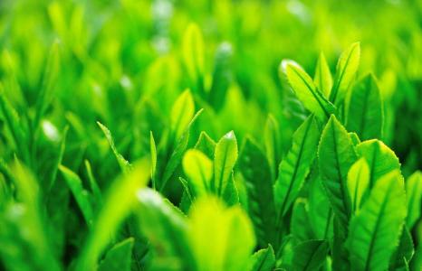 每日心语唯美治愈系文字语录绿色植物护眼壁纸高清下载第5张