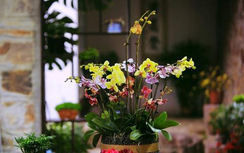 兰花图片 _ 第(6)张