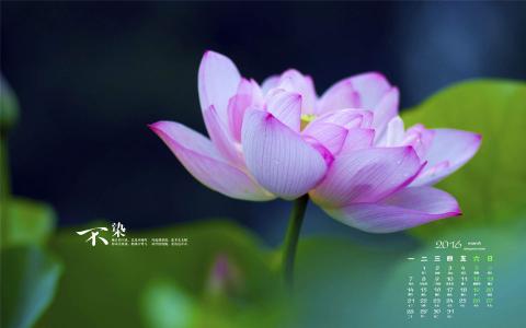 荷花图片 _ 第(1)张