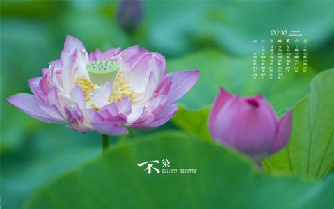 荷花图片 _ 第(3)张