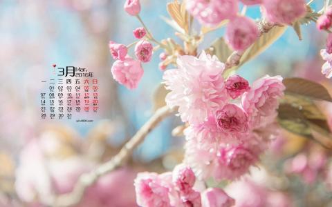 樱花图片图片 _ 第(2)张
