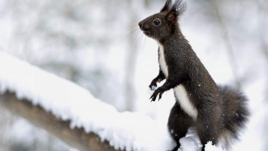 鼠图片图片 _ 第(7)张