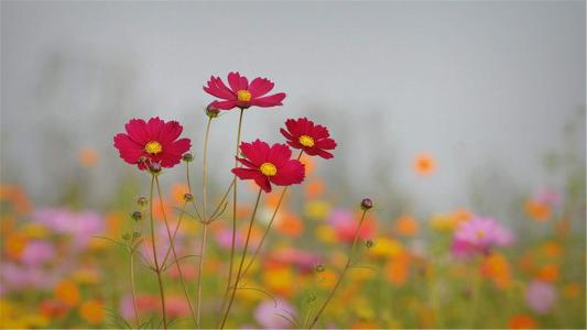 图片 _ 第(3)张