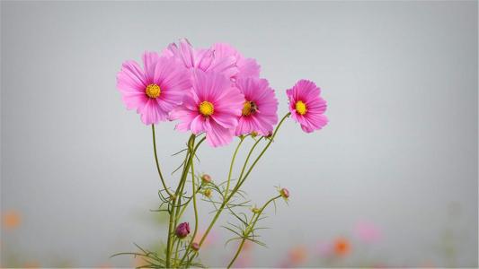 图片 _ 第(4)张