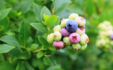 甜美水果蓝莓高清桌面壁纸第6张