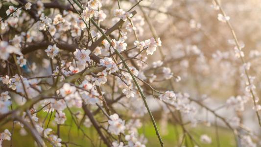 春天春景里的花儿唯美花卉风景美图桌面壁纸第1张