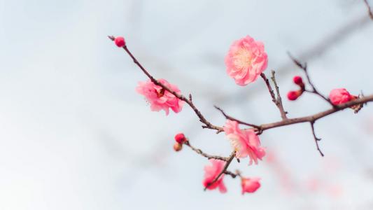 春天春景里的花儿唯美花卉风景美图桌面壁纸第2张