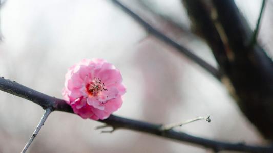 春天春景里的花儿唯美花卉风景美图桌面壁纸第4张