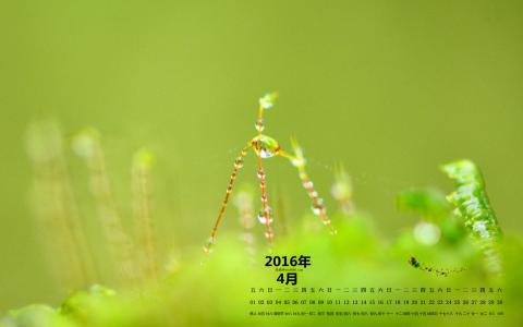 绿色桌面图片 _ 第(1)张