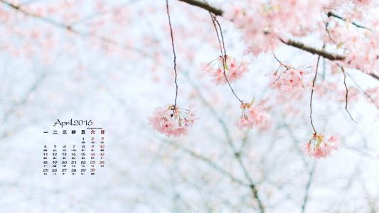 樱花图片图片 _ 第(4)张
