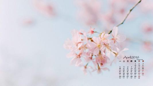 樱花图片图片 _ 第(5)张