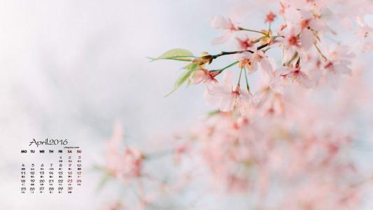 樱花图片图片 _ 第(7)张