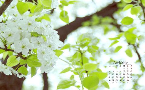 梨花图片图片 _ 第(2)张