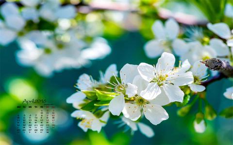 梨花图片图片 _ 第(5)张