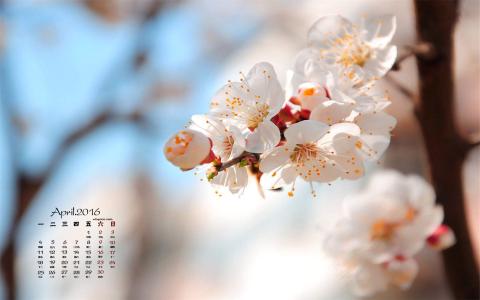 梨花图片图片 _ 第(2)张