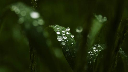 高清鲜花小清新绿色护眼花卉手机壁纸第3张