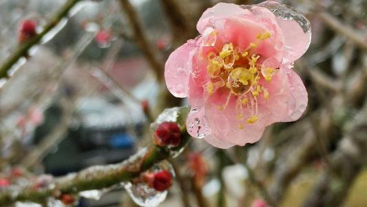 梅花第1张