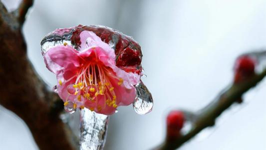 梅花第2张