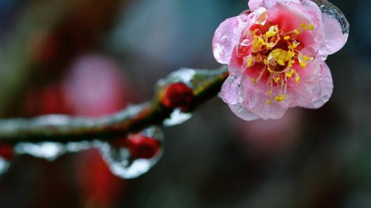 梅花第3张