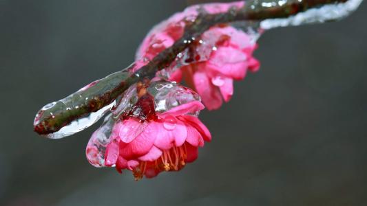 梅花第4张