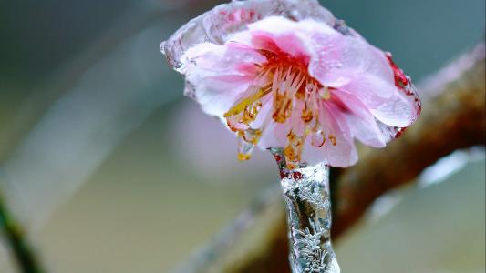 梅花第5张