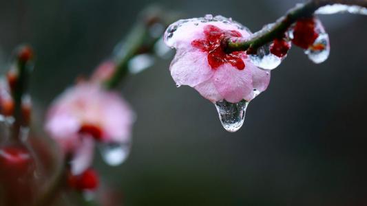 梅花第6张