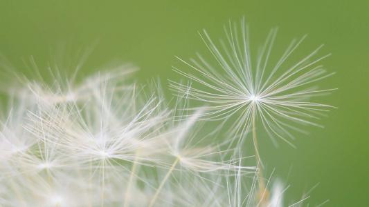 蒲公英小清新桌面壁纸下载第二辑第0张
