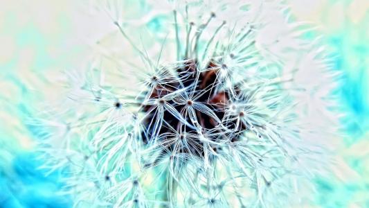蒲公英小清新桌面壁纸下载第二辑第3张
