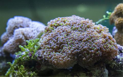 高清海底世界珊瑚壁纸图片第2张