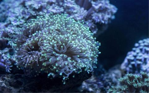 高清海底世界珊瑚壁纸图片第3张