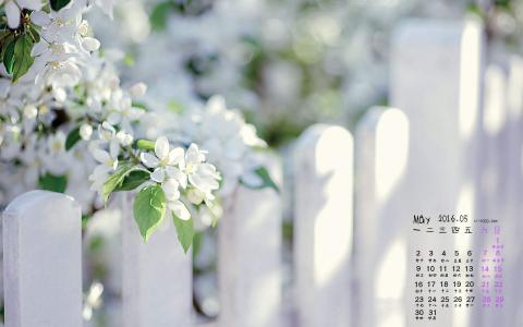 梨花图片图片 _ 第(1)张