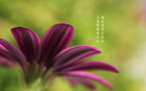 立夏二十四节气可爱图片桌面壁纸第5张