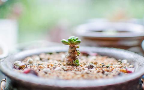 多肉植物图片 _ 第(1)张